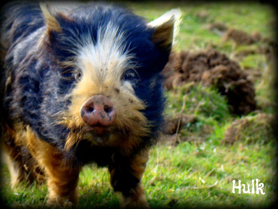 KUNEKUNE